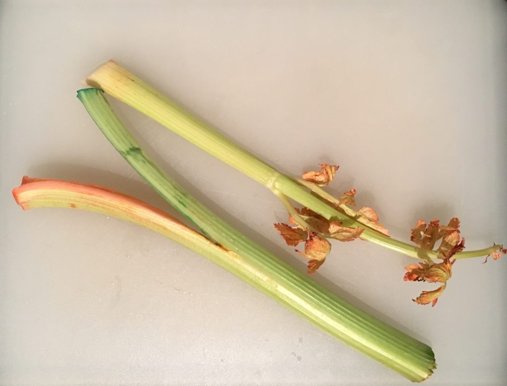 Colored celery by transpiration and capillary action science experiment