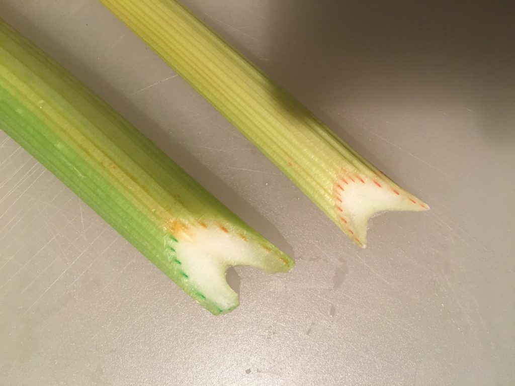 Interior of celery colored with transpiration and capillary action science experiment by the cheeky homemaker