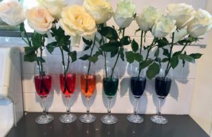 Science experiment about how plants drink with transpiration and capillary action from the cheeky homemaker